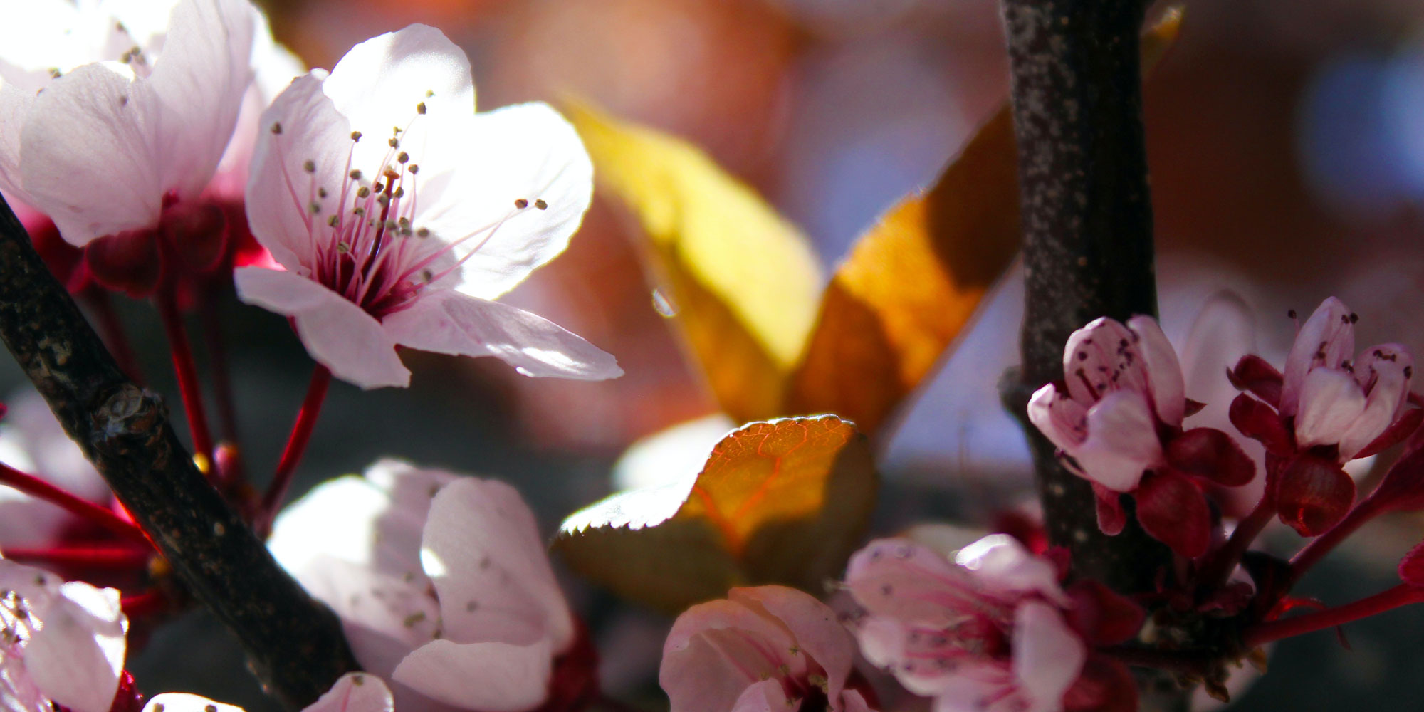field of flowers close-up